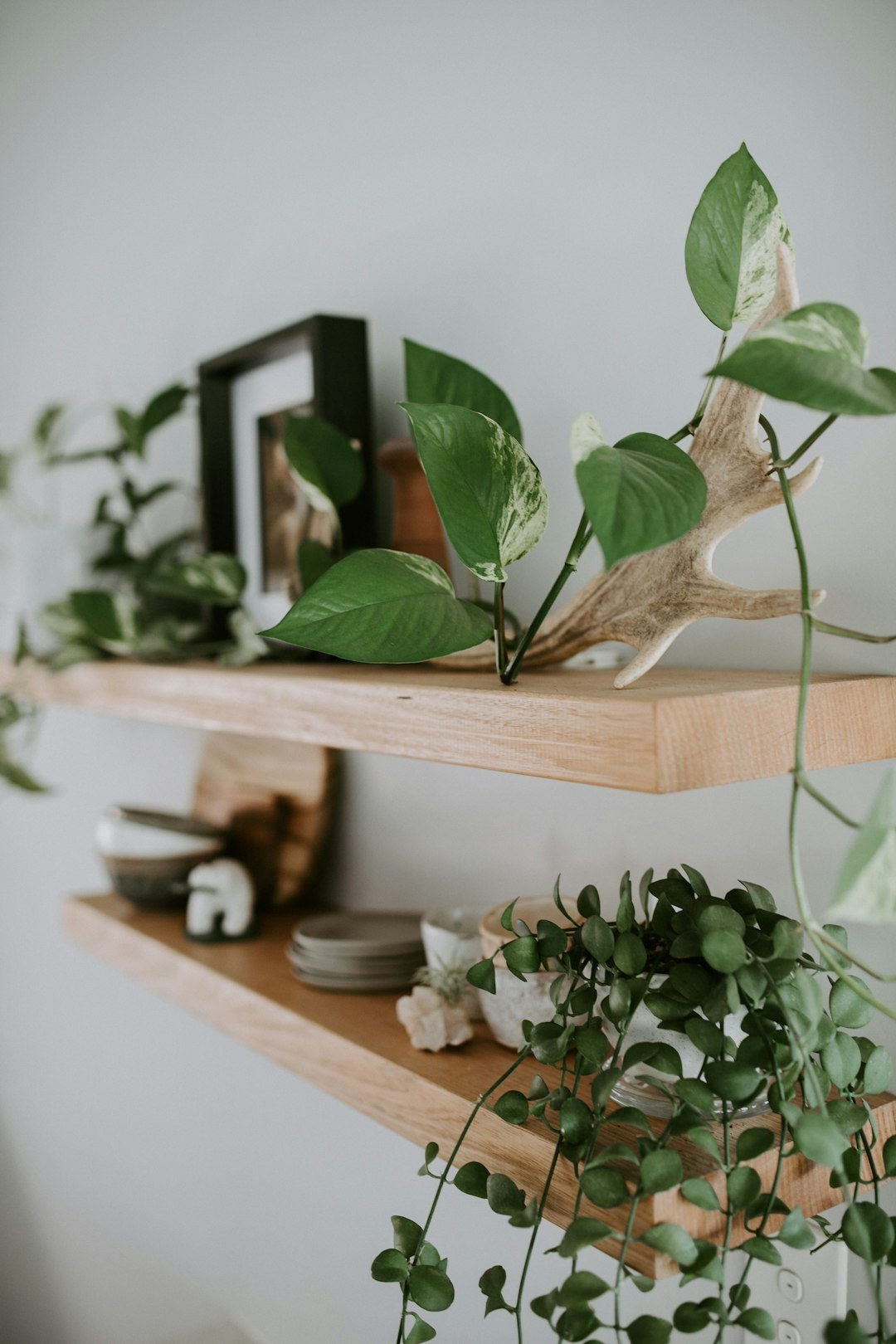 Green plant styled on a wooden shelf as renter friendly sage green decor